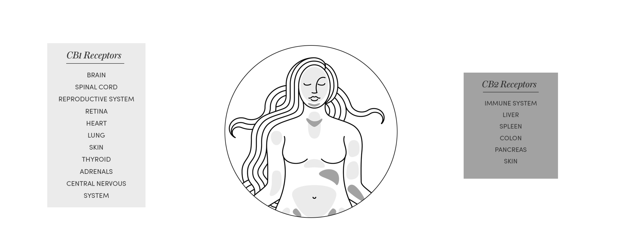 Understanding Your Endocannabinoid System: The Deep-Dive Science Behind Balance