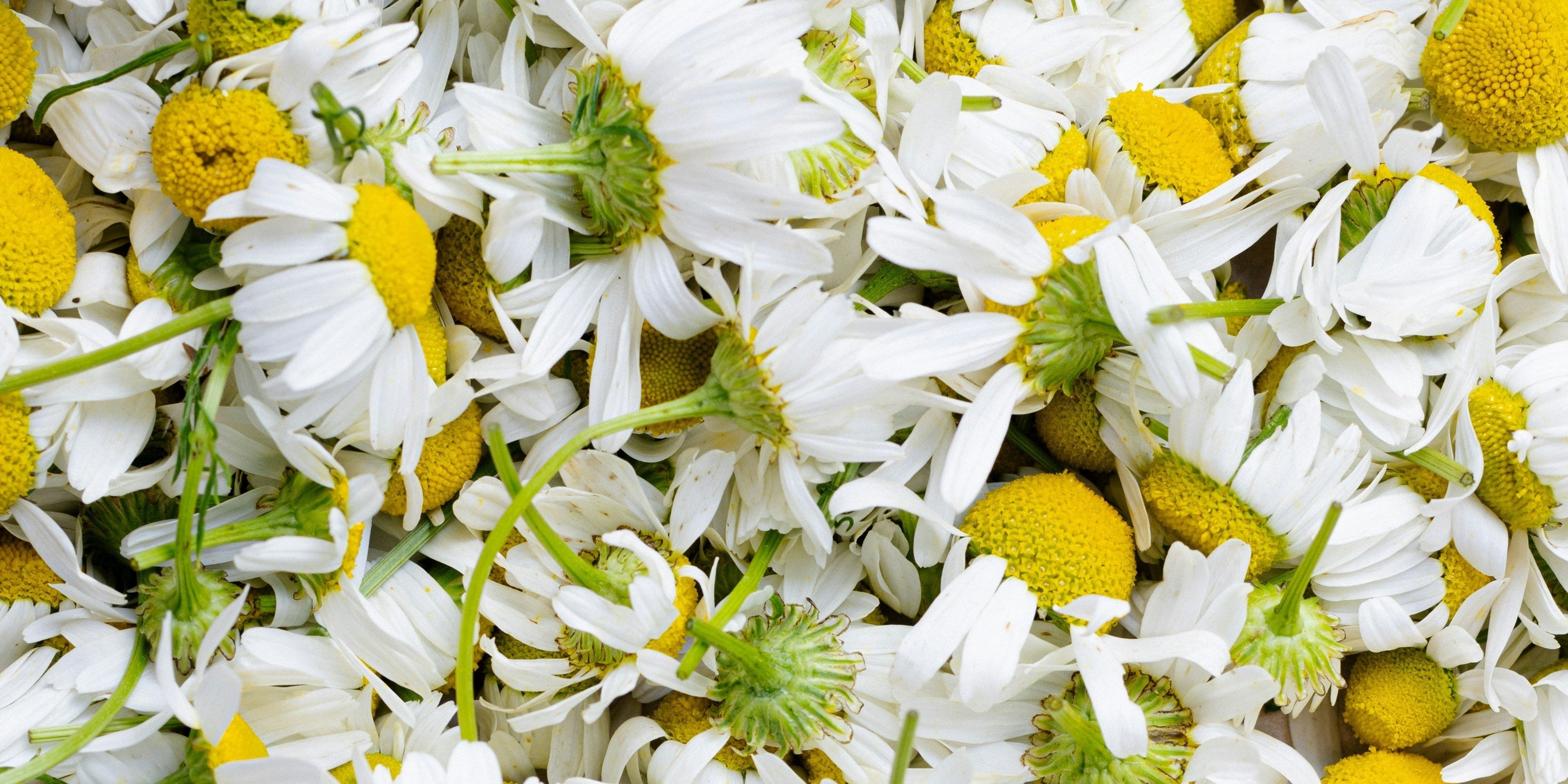 Your Long Weekend Wellness Reset: 3 Protocols for Sleep, Stress, and Recovery