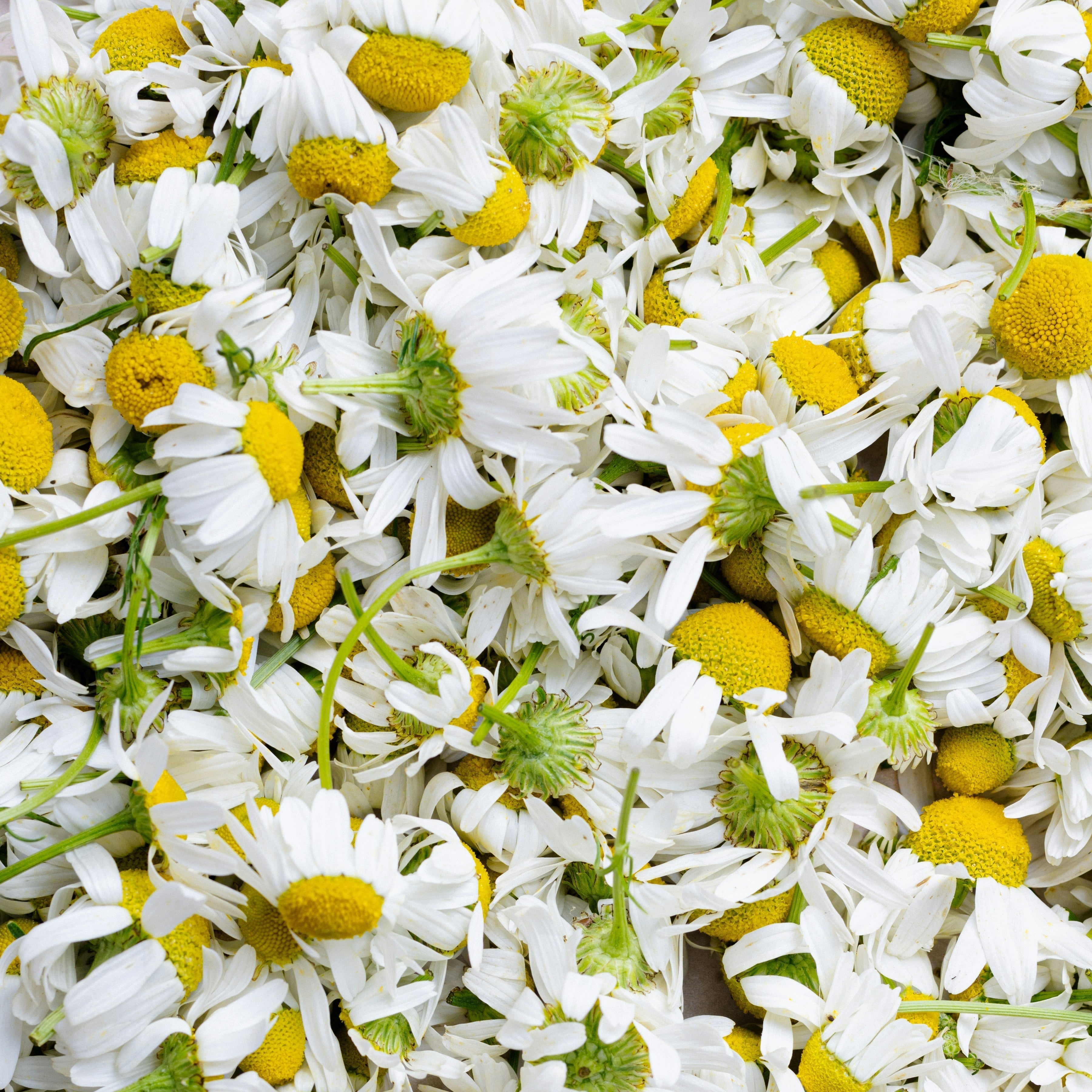 Your Long Weekend Wellness Reset: 3 Protocols for Sleep, Stress, and Recovery