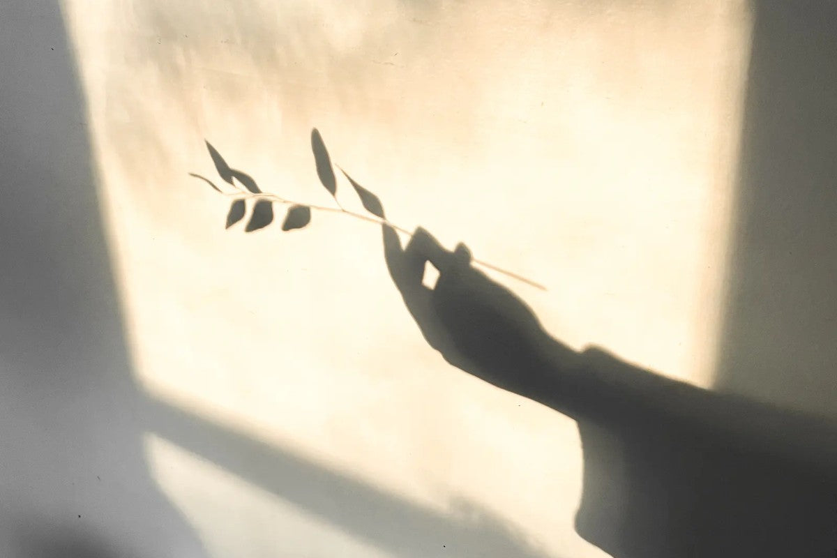 Shadow of a hand holding a botanical herb stem on a warm golden background, representing adaptogenic plants and natural stress support