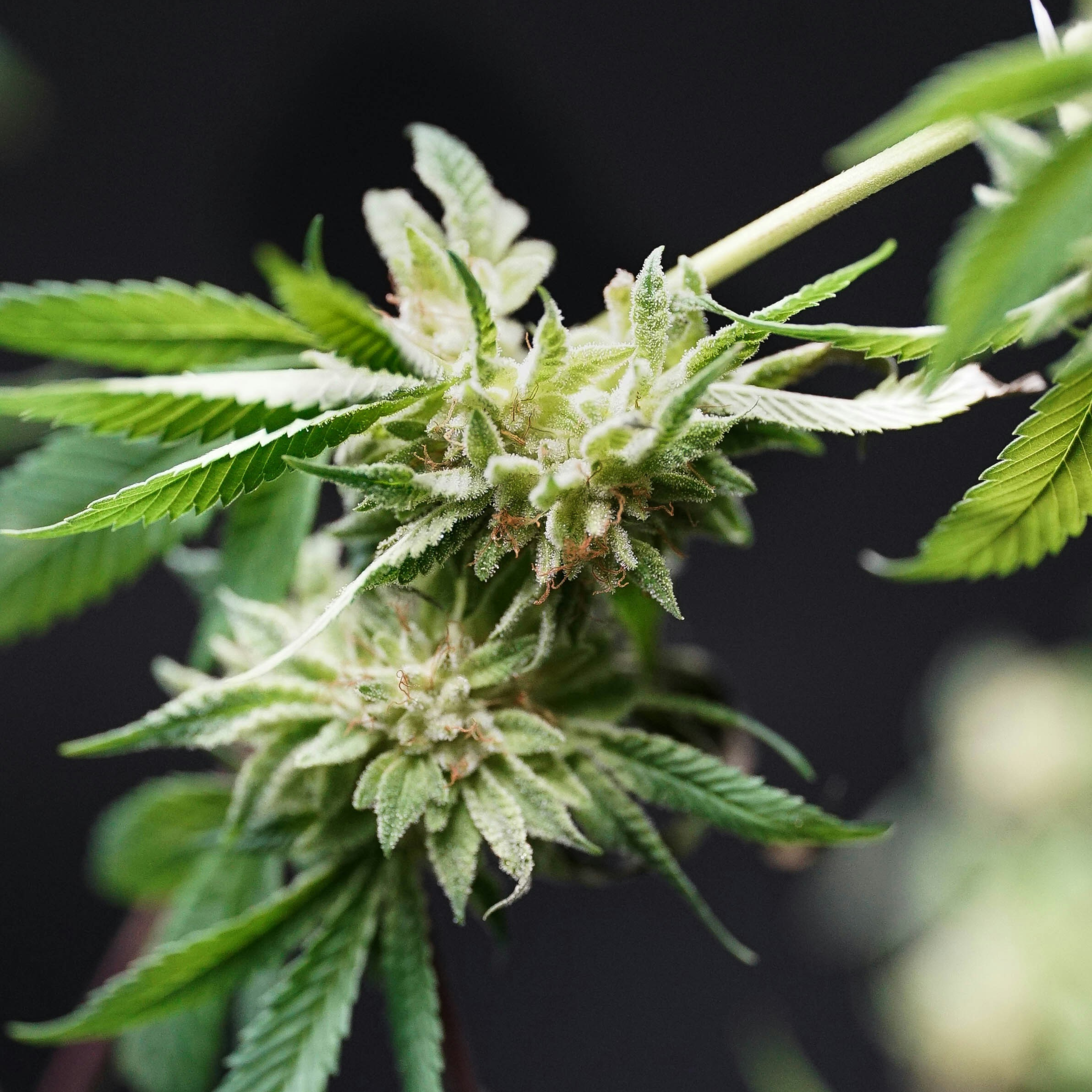 The Endocannabinoid System: Your Body’s Built-In Balance