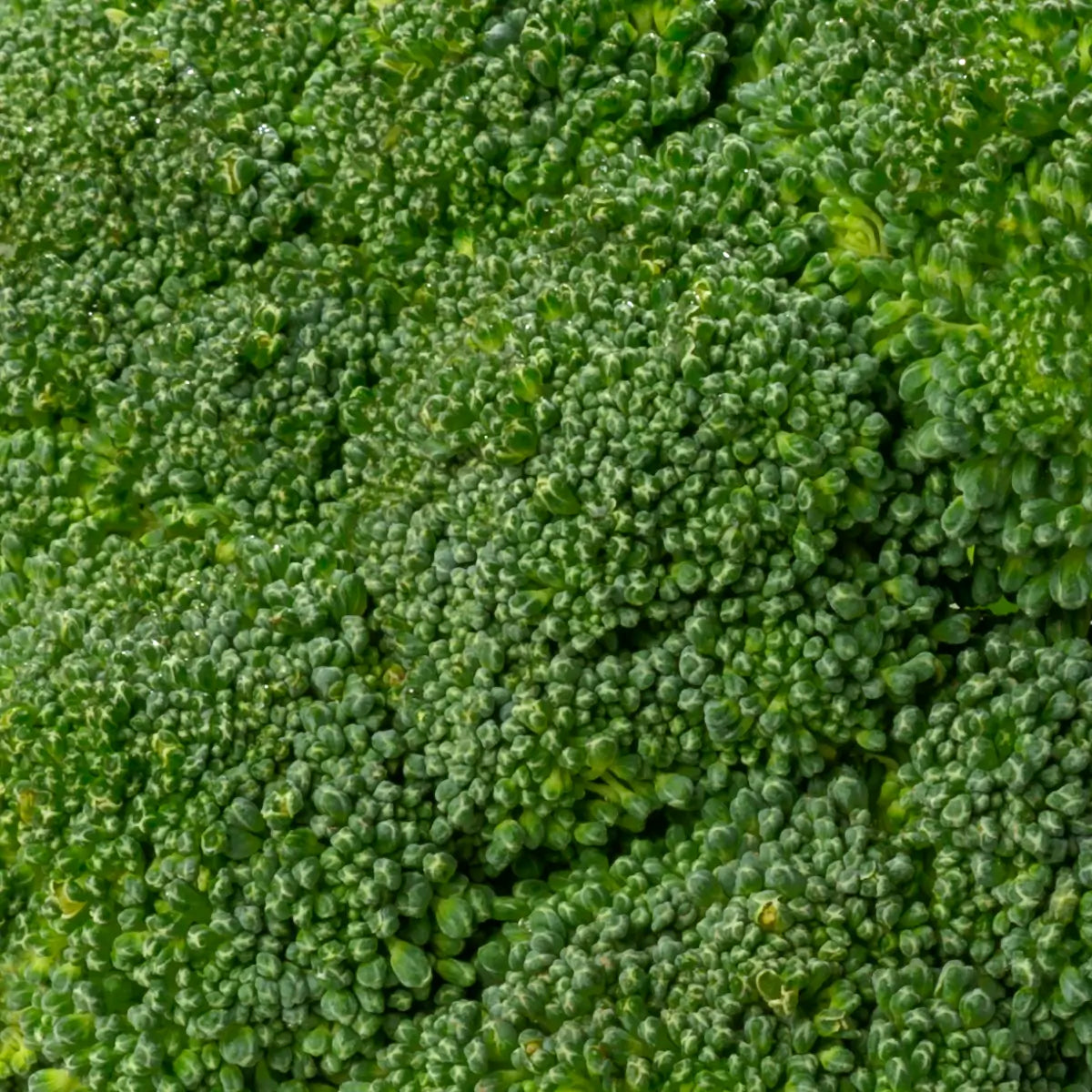 Close up Image of Broccoli to depict broccoli extract in TrueBroc