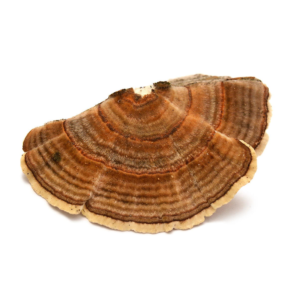 Image of Turkey Tail Mushroom on White Background